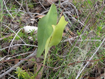 341xsynaphea_petiolaris_img_4557c.jpg