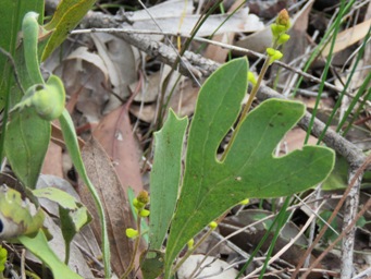 341xsynaphea_petiolaris_img_4561c.jpg