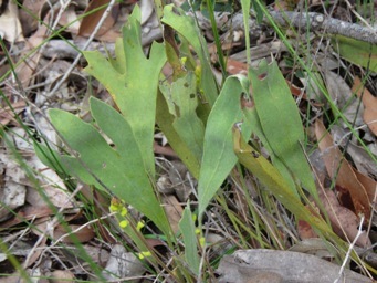 341xsynaphea_petiolaris_img_4563c.jpg