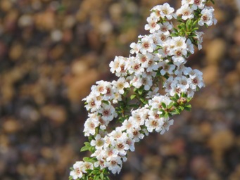 341xtaxandria_parviceps_img_5734.jpg
