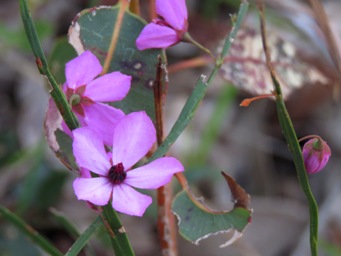 341xtetratheca_affinis_img_4640c.jpg