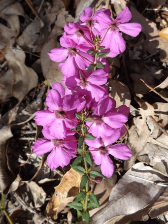 341xtetratheca_dscf8913c.jpg