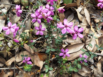 341xtetratheca_dscf8935.jpg
