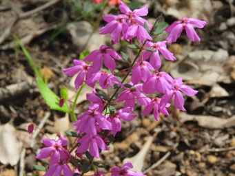 341xtetratheca_hirsuta_img_6810c.jpg