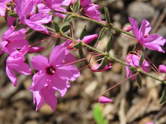 341xtetratheca_hirsuta_img_6812c.jpg