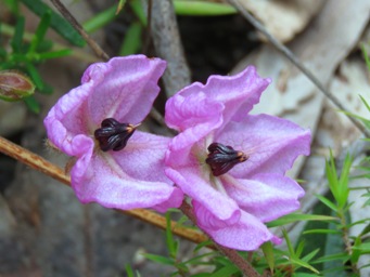341xthomasia_img_6404c.jpg