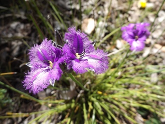 341xthysanotus_dscf9487c2.jpg