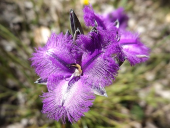 341xthysanotus_dscf9489c.jpg