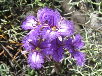 341xthysanotus_img_9388c.jpg