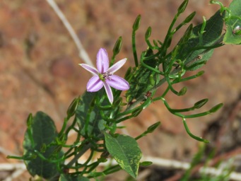 341xthysanotus_patersonii_img_5615.jpg