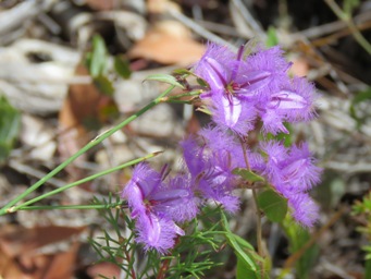 341xthysanotus_sparteus_img_0936c.jpg