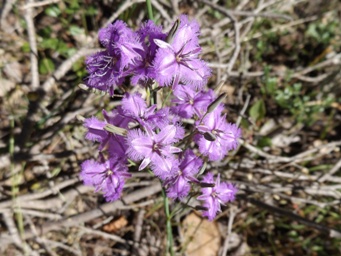 341xthysanotus_tenellus_dscf9338c.jpg