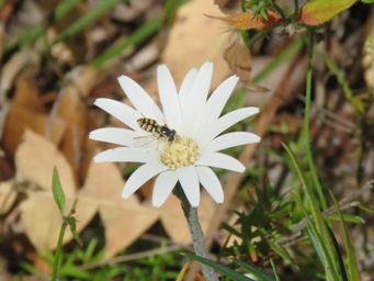 341xtrichocline_spathulata_img_0398c.jpg