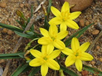 341xtricoryne_humilis_img_7851c.jpg