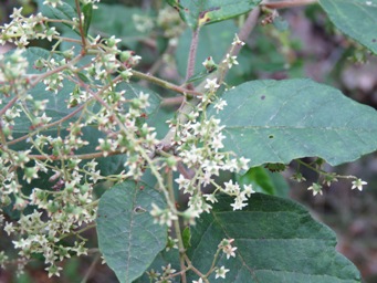 341xtrymalium_odoratissimum_subsp_trifidum_img_7279.jpg