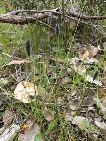 455_neurachne_alopecuroidea_dscf0126s.jpg