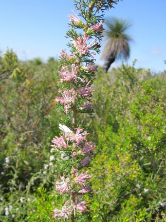 455_petrophile_axillaris_img_3218cs.jpg