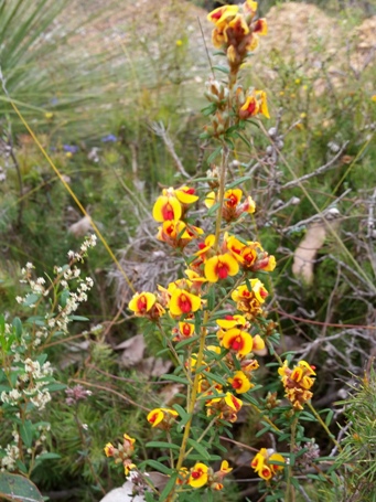 455_pultenaea_brachytropis_s.jpg