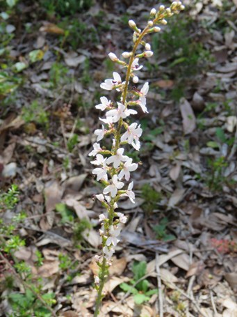 455_stylidium_diversifolium_img_6804s.jpg