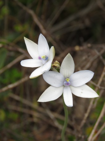 455_thelymitra_crinita_white_img_9176c.jpg