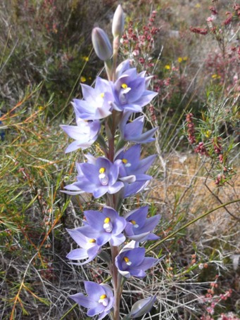 455_thelymitra_macrophylla_dscf8465cs.jpg