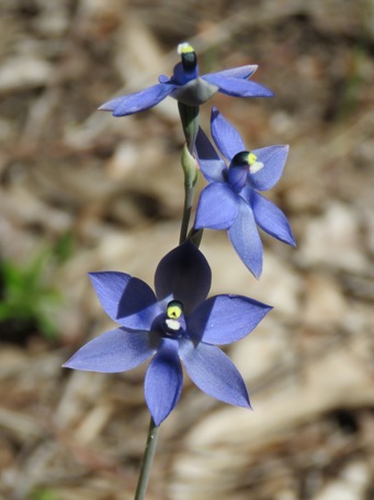 455_thelymitra_macrophylla_img_6918c.jpg