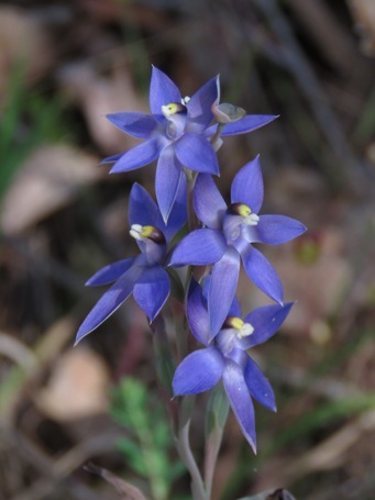 455_thelymitra_macrophylla_img_9645c.jpg