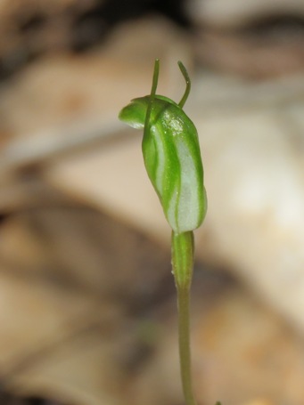 455x2_snails_img_4508c.jpg