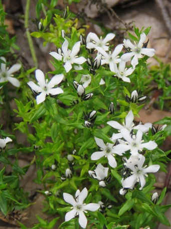 455xorianthera_serpyllifolia_subsp._angustifolia_img_7451c.jpg