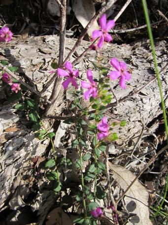 tetratheca_img_3828.jpg