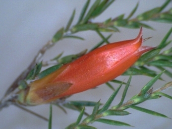tn_astroloma_drumondii.jpg