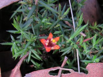 tn_astrolomaciliatum1.jpg