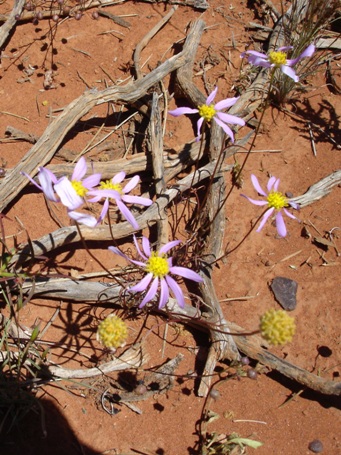 tn_brachyscome_ciliocarpa.jpg