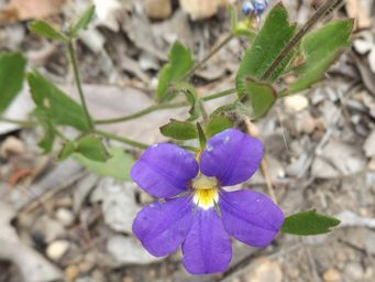 tn_dampiera_linearis_dscf2207.jpg