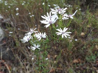tn_olearia_paucidentata1.jpg