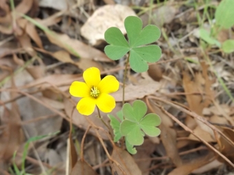 tn_oxalis_perennans_dscf5650.jpg