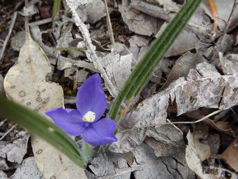 tn_patersonia_babianoides_dscf0728c.jpg