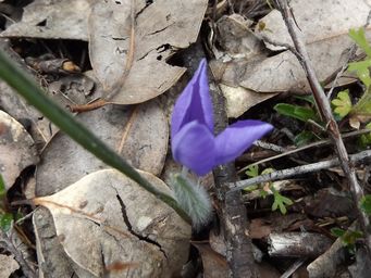 tn_patersonia_dscf0680.jpg