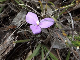tn_patersonia_dscf0704.jpg