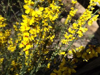 tn_pea_viminaria_juncea_dscf0865.jpg