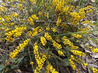 tn_pea_viminaria_juncea_dscf0876.jpg