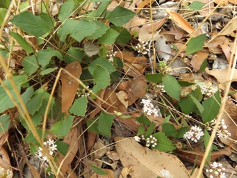 tn_pentapeltis_peltigera_dscf2041.jpg