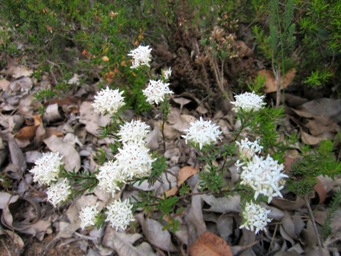 tn_pimelea_imbricata_nov_img_4039.jpg