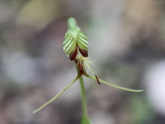 tn_pterostylis_barbata_bird_orchid_img_2168c.jpg