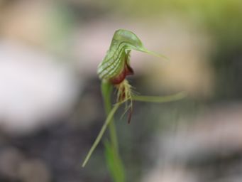 tn_pterostylis_barbata_bird_orchid_img_2175c.jpg