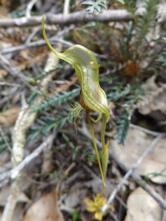tn_pterostylis_barbata_dscf0337c.jpg