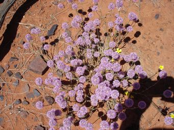 tn_ptilotus_helipteroidesydsc01863.jpg