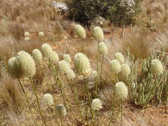 tn_ptilotus_macrocephalusydsc01845.jpg
