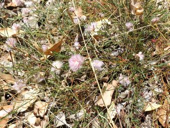 tn_ptilotus_mulla_mulla_dscf2370.jpg