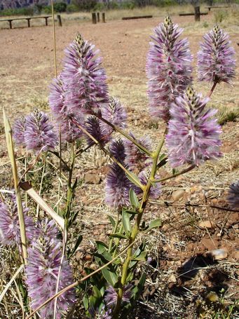 tn_ptilotus_nobilis_kim_dsc00209c.jpg